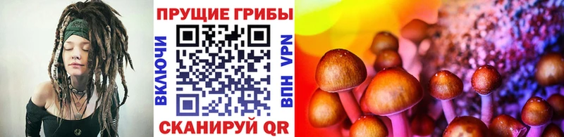 продажа наркотиков Ветлуга Галлюциногенные грибы GOLDEN TEACHER